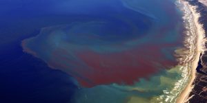 Red Tide Florida Coast